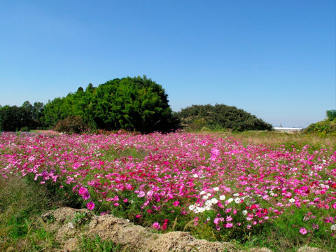 Yamanobe Michi, 8th Century Super Highway